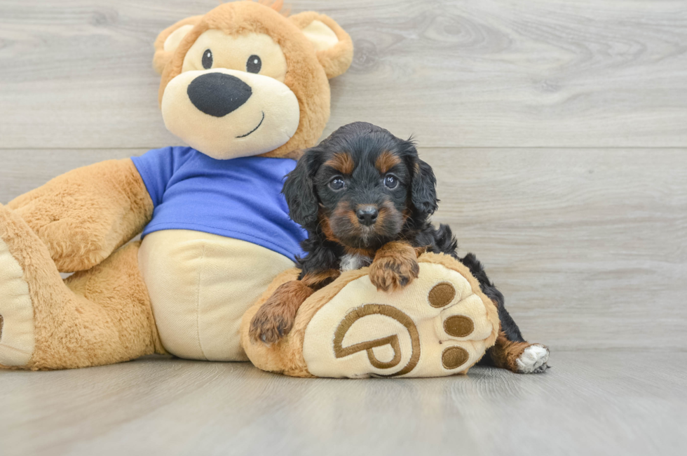 5 week old Cavapoo Puppy For Sale - Premier Pups