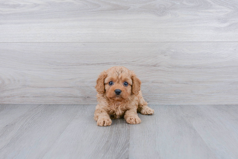 Cavapoo Puppy for Adoption