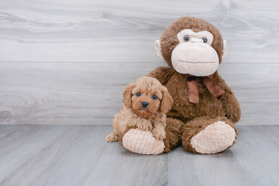 Best Cavapoo Baby