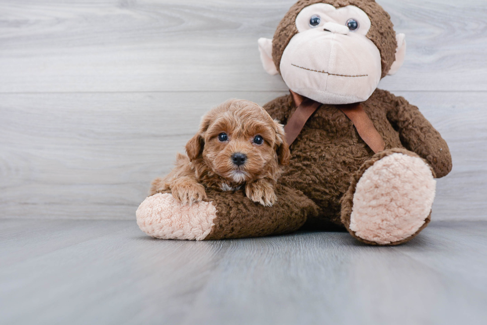 Happy Cavapoo Baby