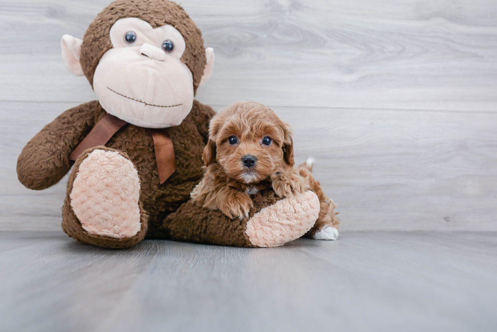 Cavapoo Pup Being Cute