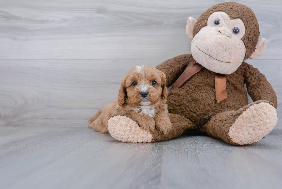 Best Cavapoo Baby