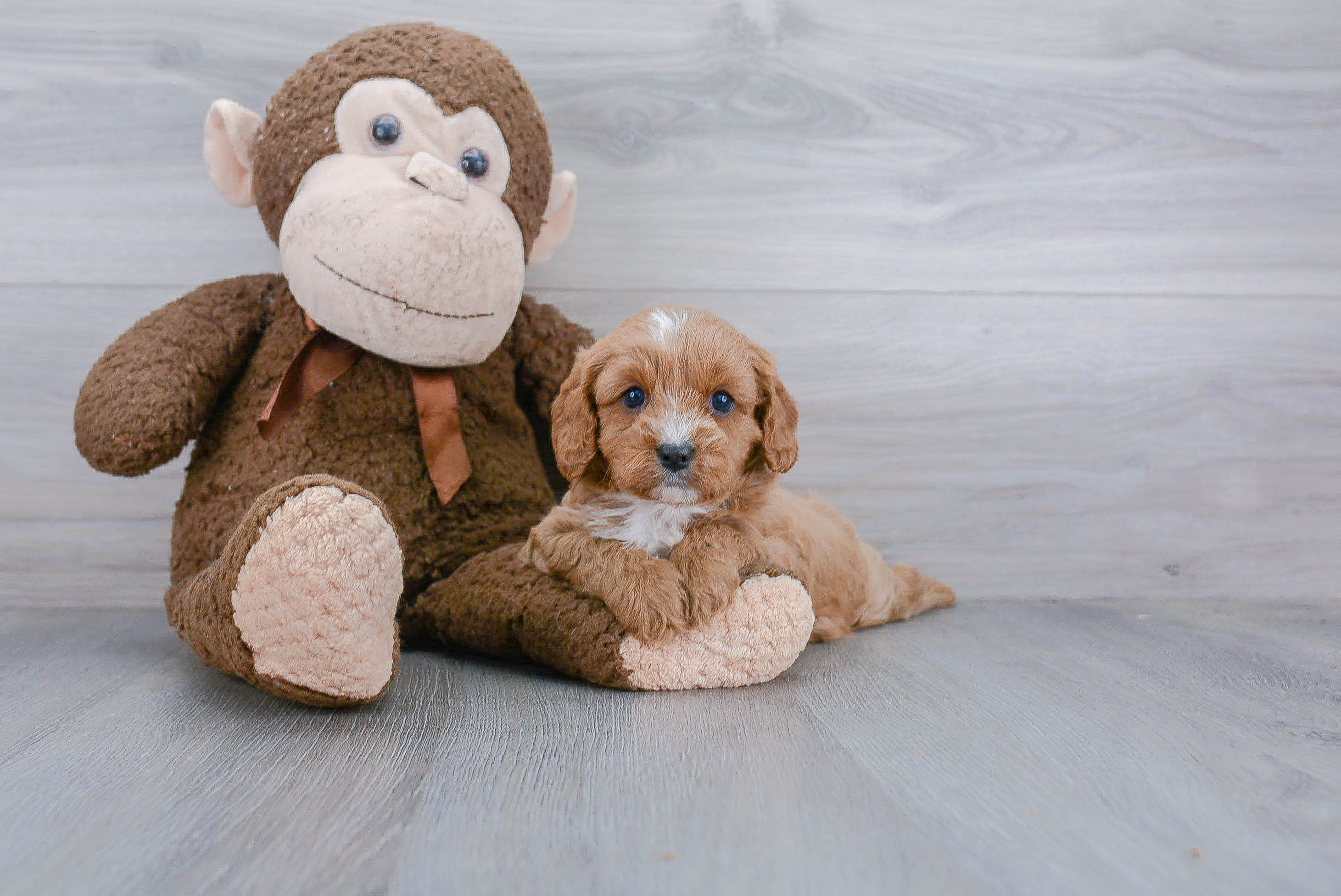 Best Cavapoo Baby