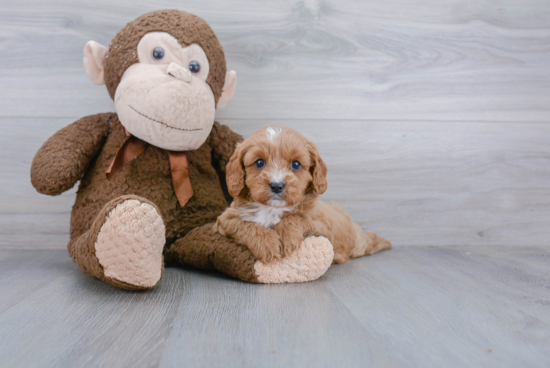 Best Cavapoo Baby