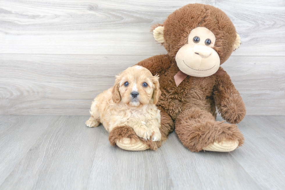 Popular Cavapoo Poodle Mix Pup