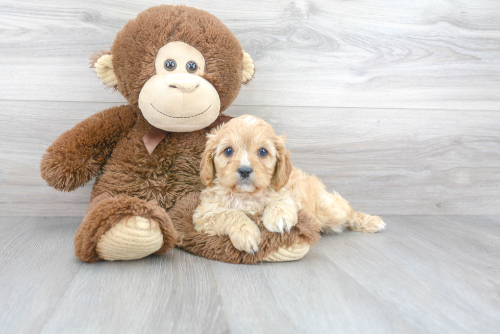 Petite Cavapoo Poodle Mix Pup