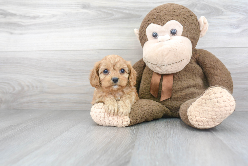 Adorable Cavoodle Poodle Mix Puppy