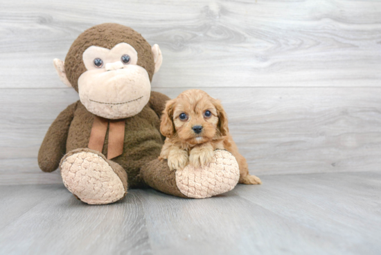 Petite Cavapoo Poodle Mix Pup