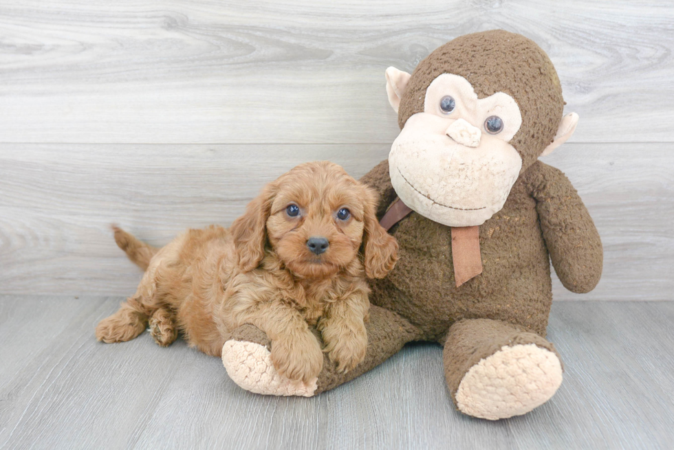 Happy Cavapoo Baby