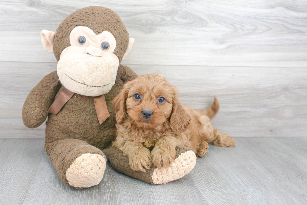 Cavapoo Puppy for Adoption