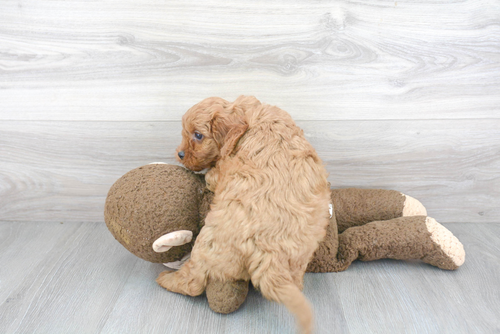 Fluffy Cavapoo Poodle Mix Pup