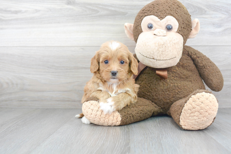 Sweet Cavapoo Baby