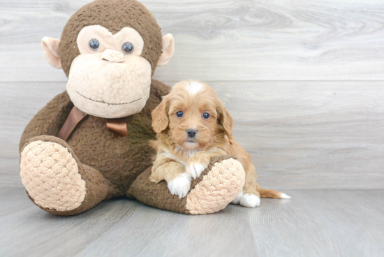 Smart Cavapoo Poodle Mix Pup