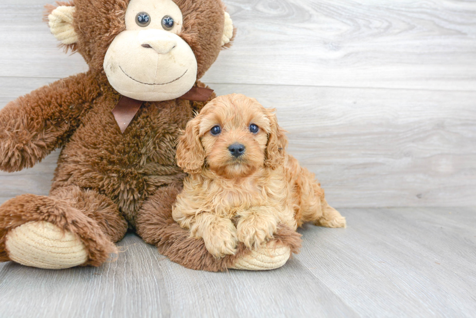 Cavapoo Pup Being Cute