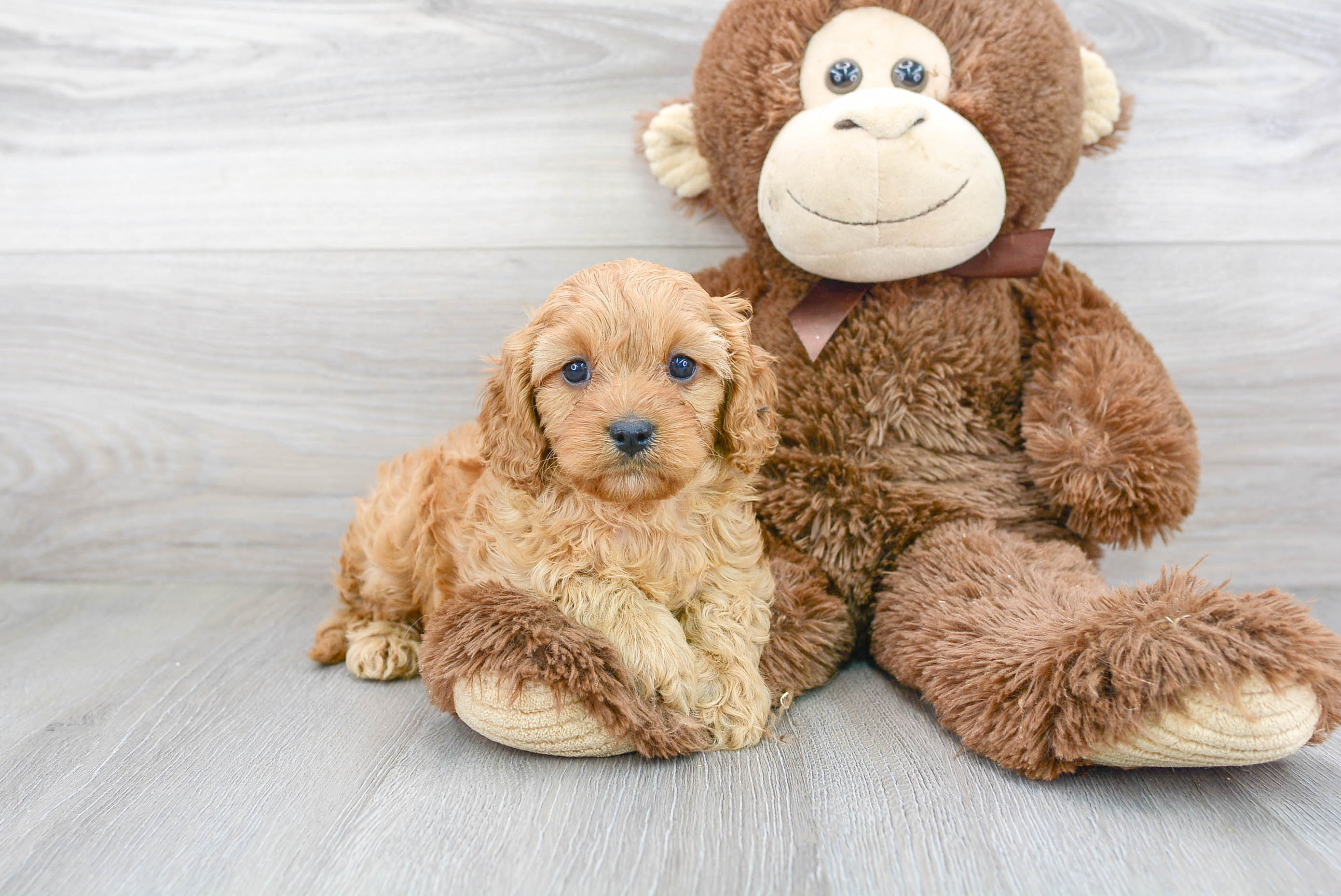 Little Cavoodle Poodle Mix Puppy