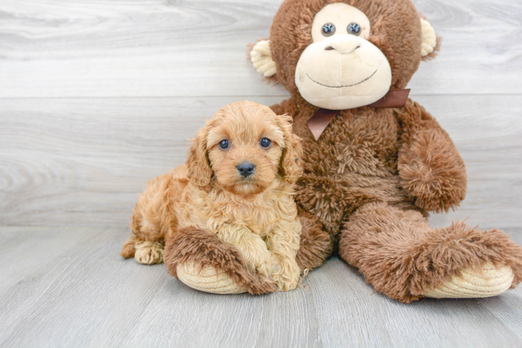 Little Cavoodle Poodle Mix Puppy