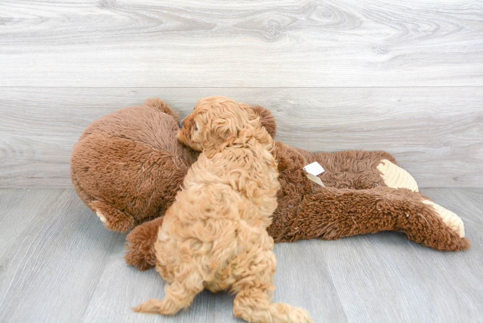 Smart Cavapoo Poodle Mix Pup