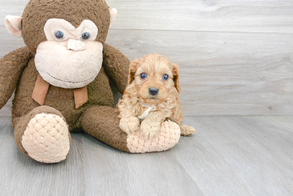 Cavapoo Puppy for Adoption