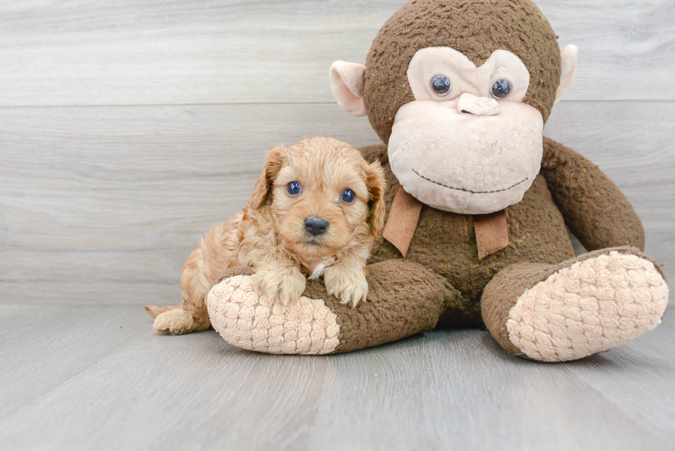 Small Cavapoo Baby