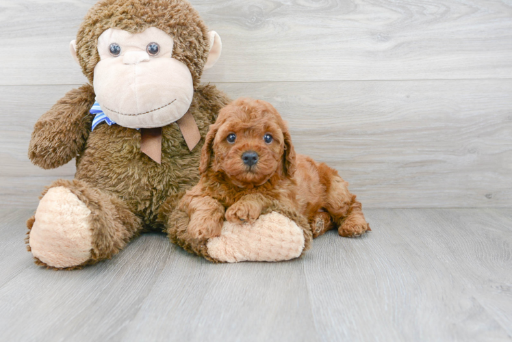 Best Cavapoo Baby