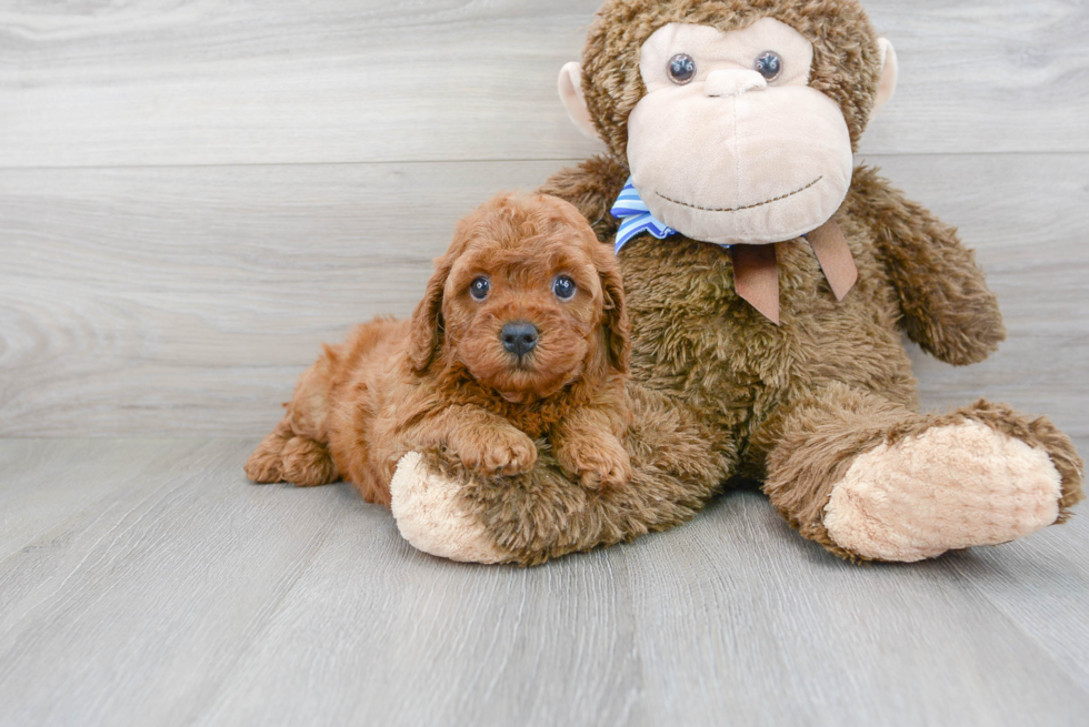 Cute Cavapoo Baby