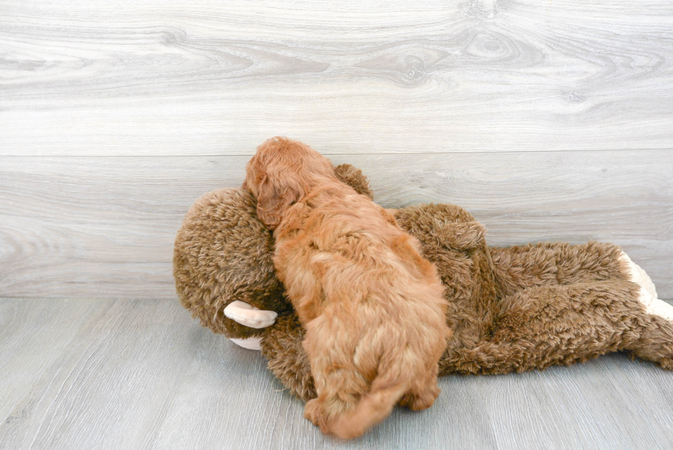 Cavapoo Pup Being Cute