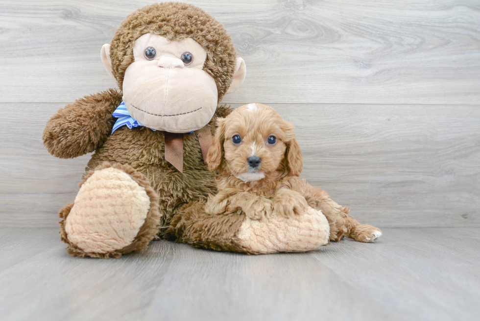 Hypoallergenic Cavoodle Poodle Mix Puppy