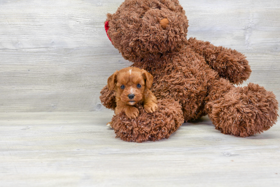 Playful Cavoodle Poodle Mix Puppy