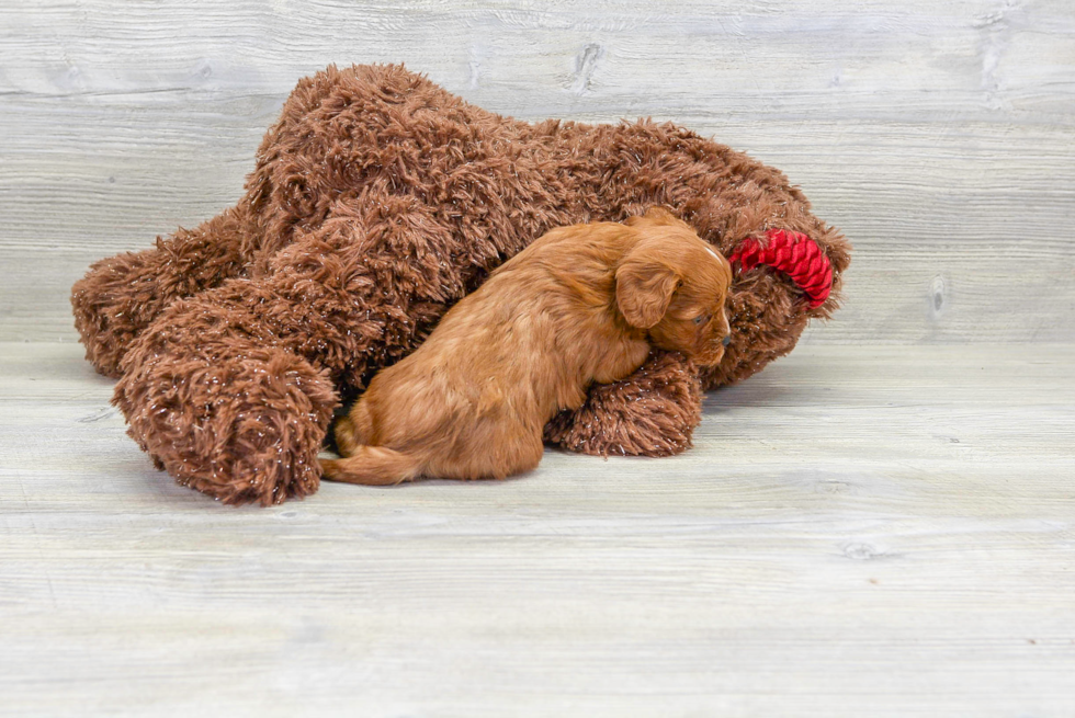 Friendly Cavapoo Baby