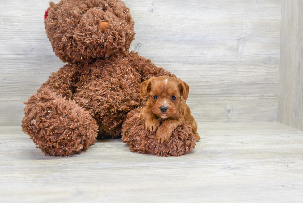 Cavapoo Puppy for Adoption