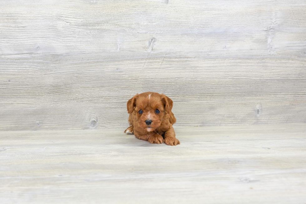 Best Cavapoo Baby