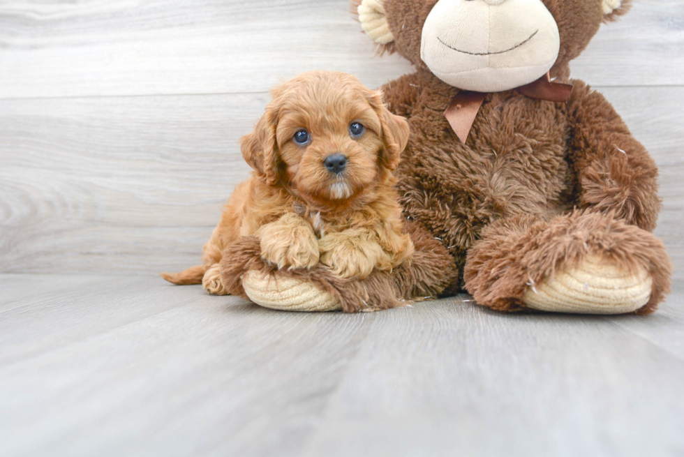 Cavapoo Pup Being Cute