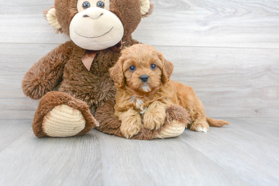 Cavapoo Pup Being Cute