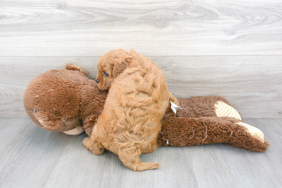 Playful Cavoodle Poodle Mix Puppy