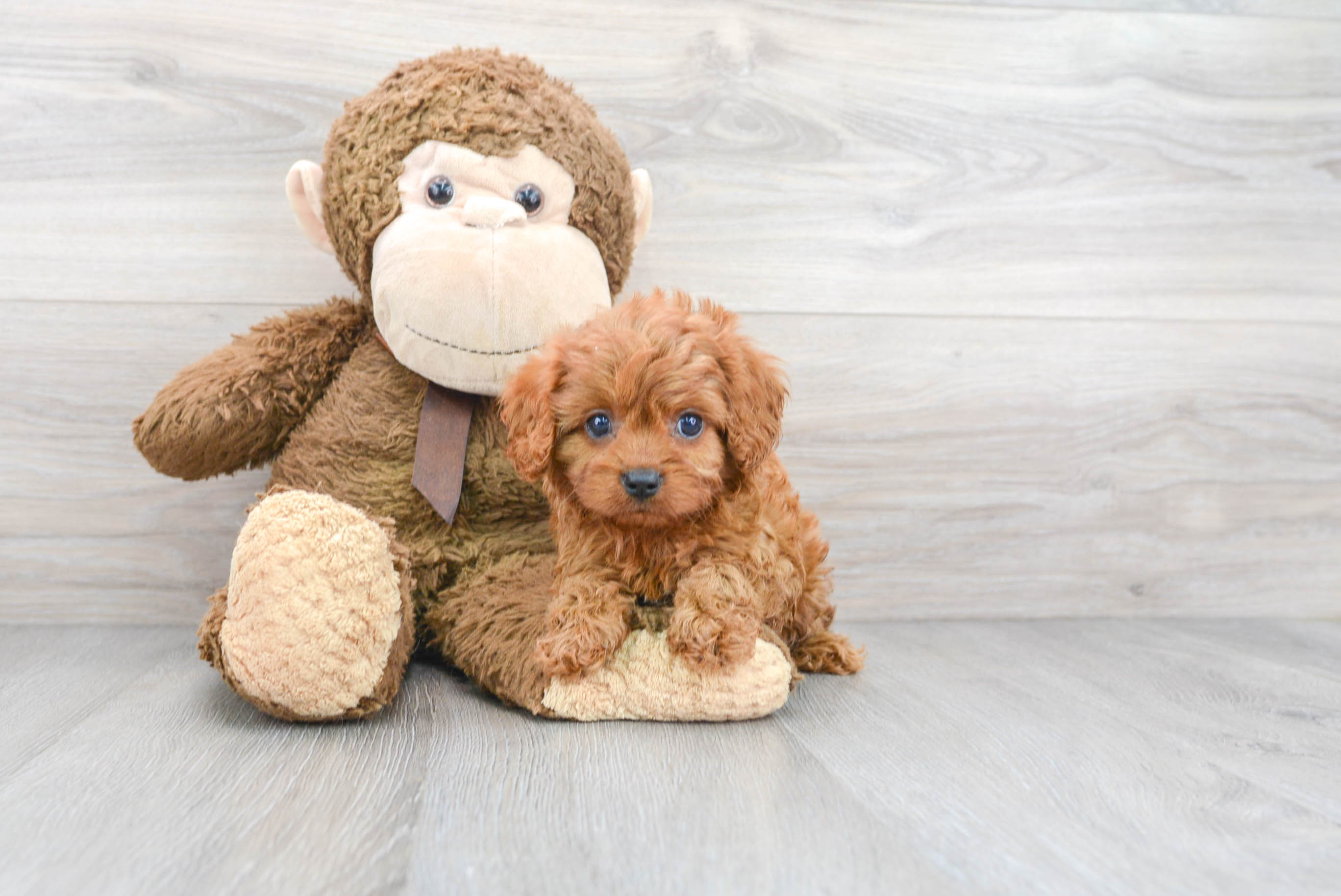 Petite Cavapoo Poodle Mix Pup
