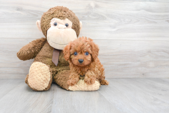 Petite Cavapoo Poodle Mix Pup