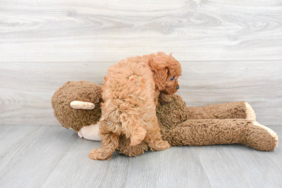 Fluffy Cavapoo Poodle Mix Pup