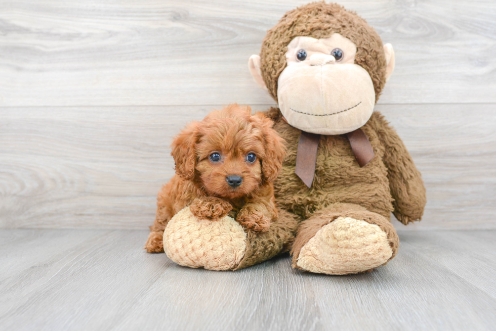 Cavapoo Pup Being Cute