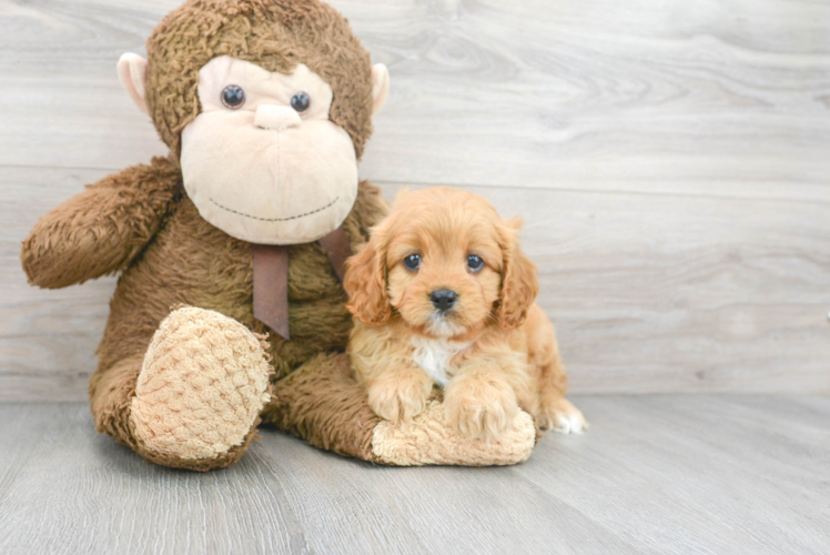 Cavapoo Pup Being Cute