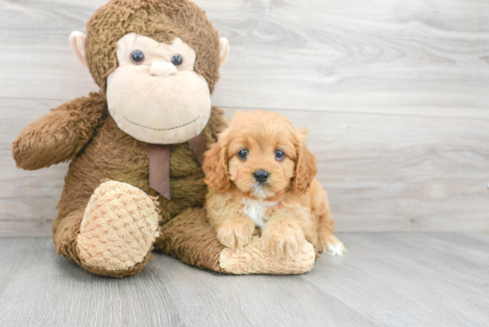 Cavapoo Pup Being Cute