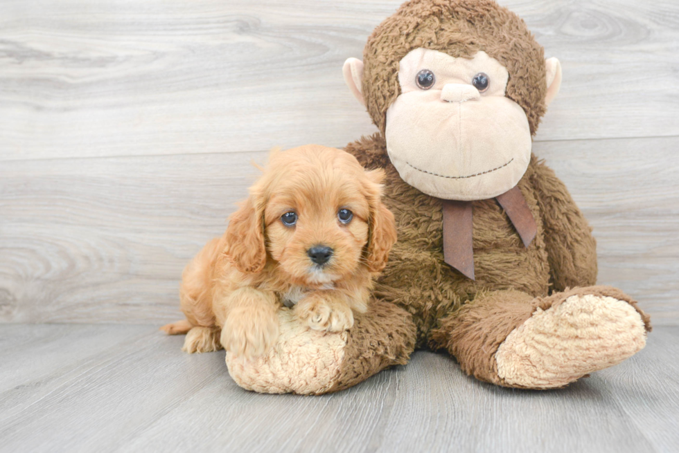 Best Cavapoo Baby