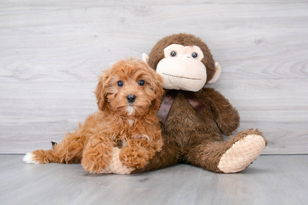 Best Cavapoo Baby