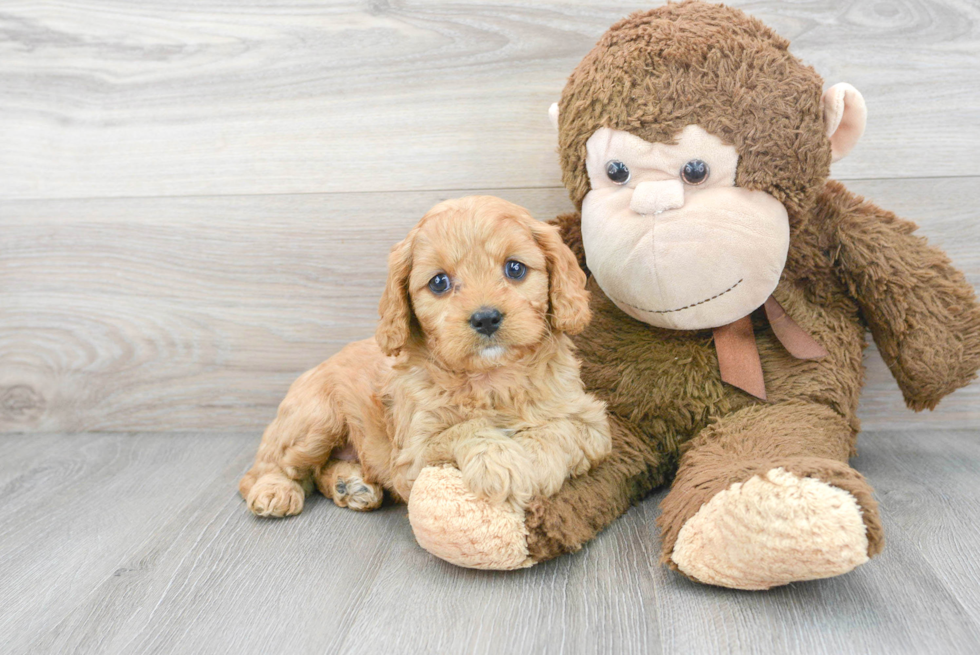 Funny Cavapoo Poodle Mix Pup