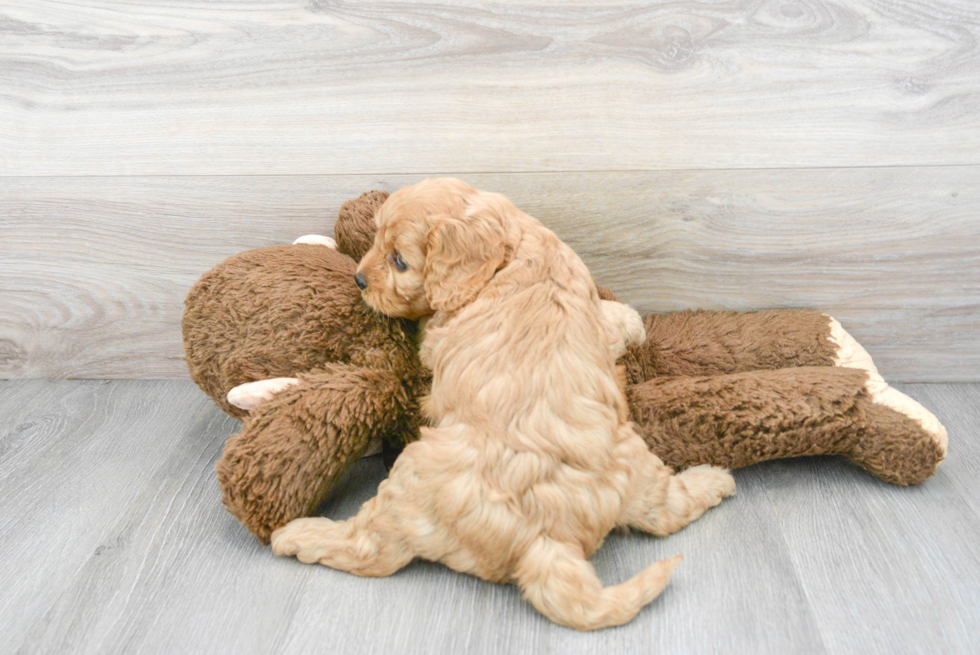 Fluffy Cavapoo Poodle Mix Pup
