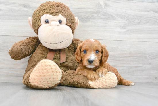 Funny Cavapoo Poodle Mix Pup