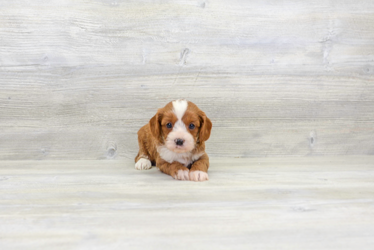 Popular Cavapoo Poodle Mix Pup