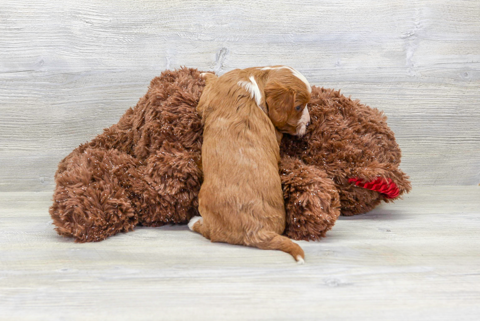 Cavapoo Puppy for Adoption