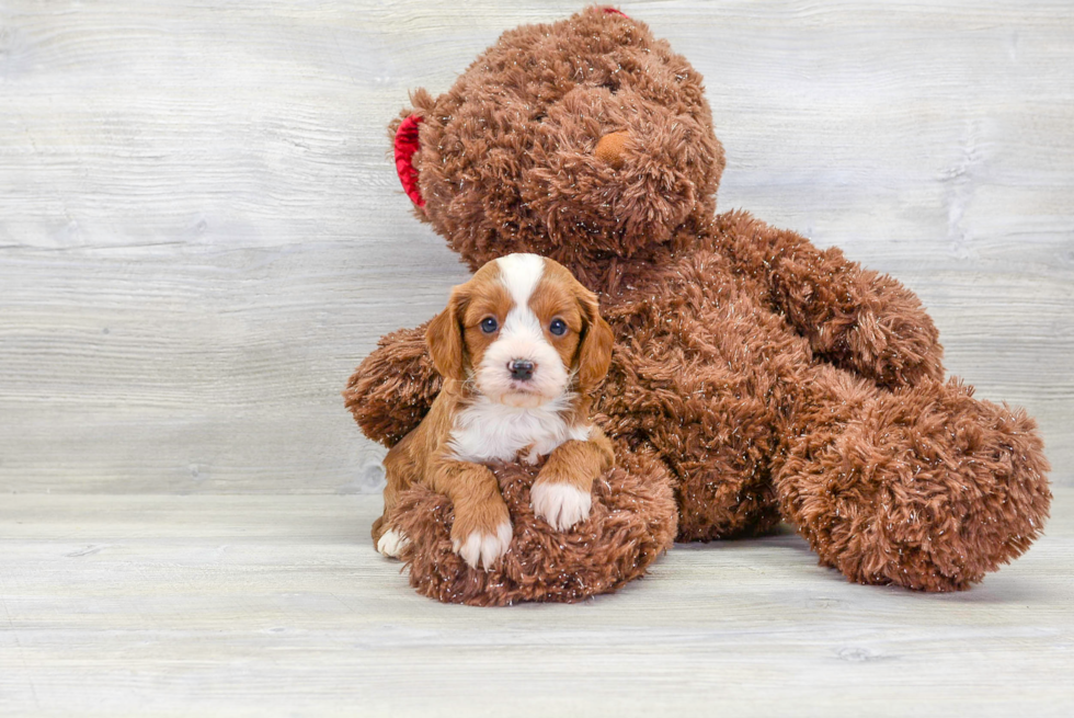 Petite Cavapoo Poodle Mix Pup