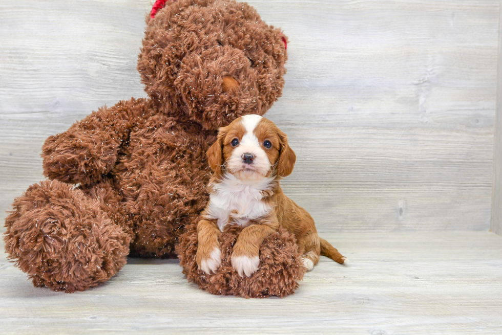 Cavapoo Pup Being Cute