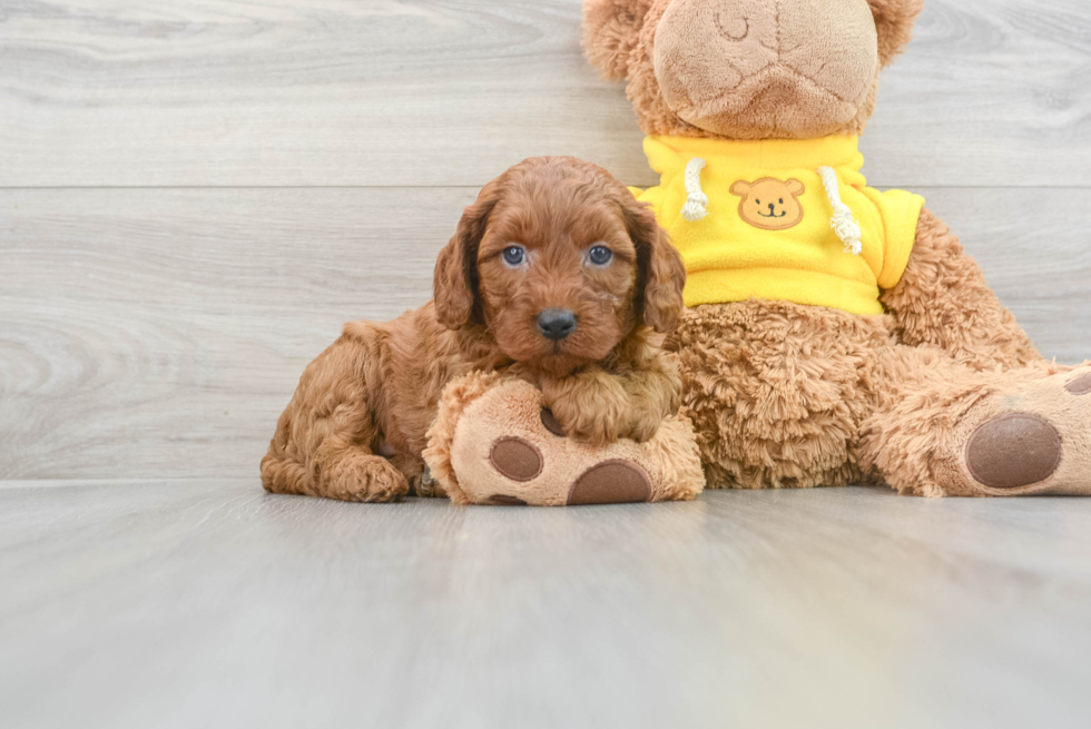 Cute Cavapoo Baby